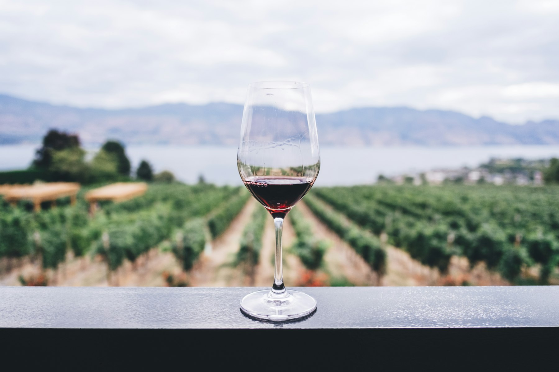 Glass of red wine overlooking vineyard rows